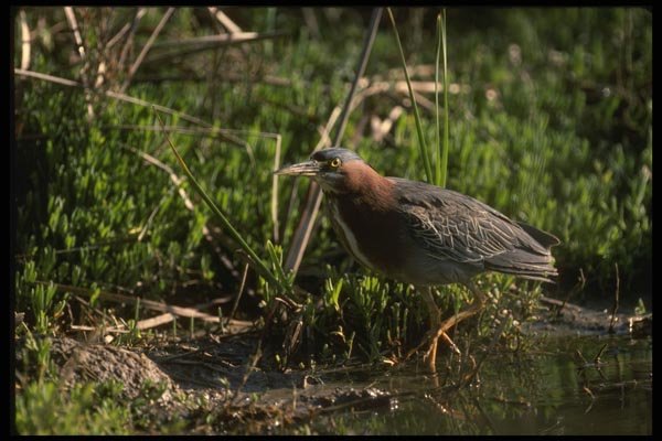 043099 Green Heron A4 Photo Print