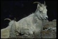 044014 Dall Sheep A4 Photo Print