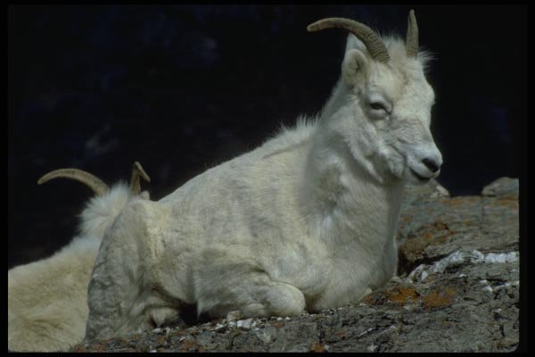 044014 Dall Sheep A4 Photo Print
