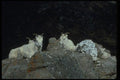 044015 Dall Sheep A4 Photo Print