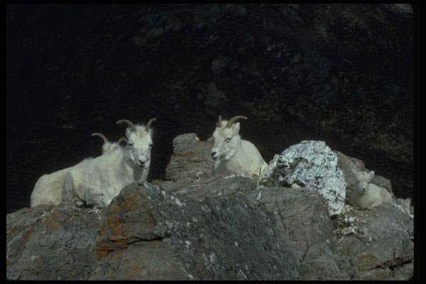 044015 Dall Sheep A4 Photo Print