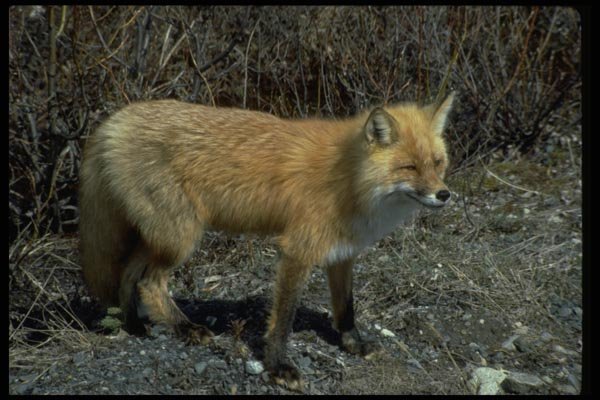 044016 Red Fox A4 Photo Print