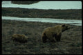 044017 Bears, Highway Pass A4 Photo Print