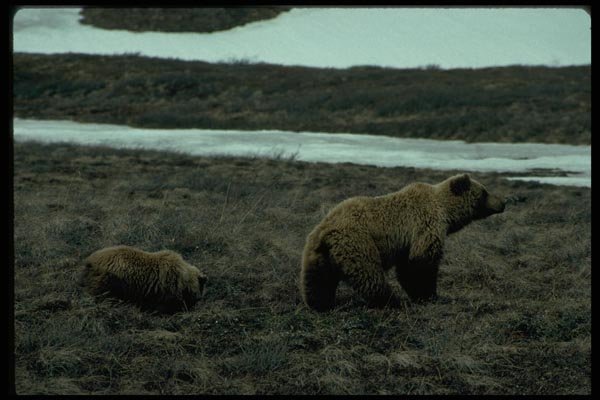 044017 Bears, Highway Pass A4 Photo Print