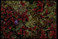 044018 Vari Colored Ground Cover A4 Photo Print