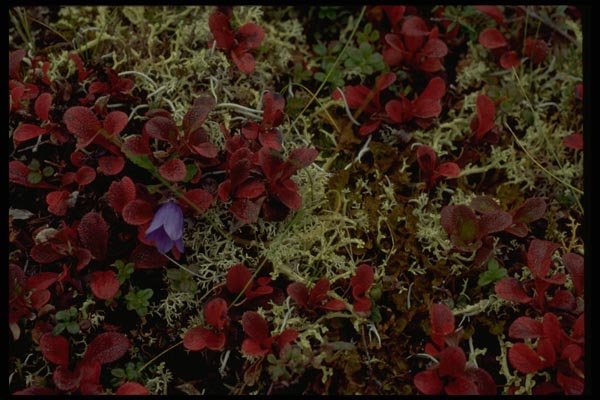 044018 Vari Colored Ground Cover A4 Photo Print