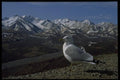 044019 Polychrome Pass, Mew Gull A4 Photo Print