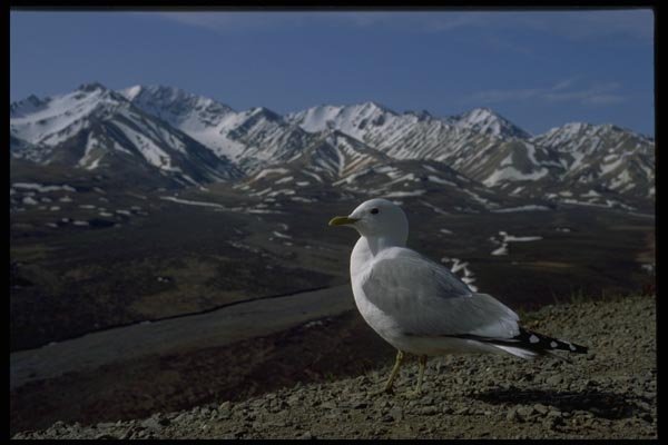 044019 Polychrome Pass, Mew Gull A4 Photo Print