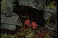 044020 Red Leaves, Cranberry Ridge A4 Photo Print