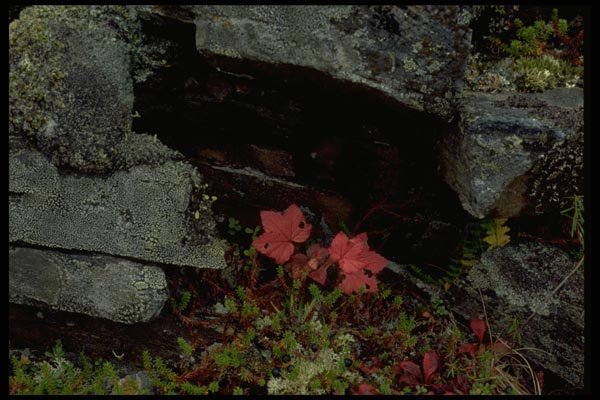 044020 Red Leaves, Cranberry Ridge A4 Photo Print