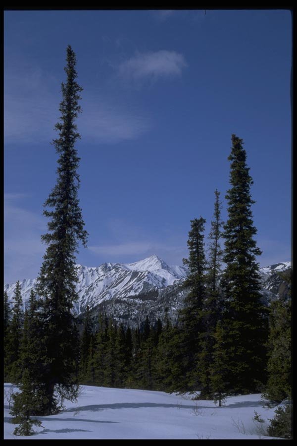 044044 Tall Trees In Snow A4 Photo Print