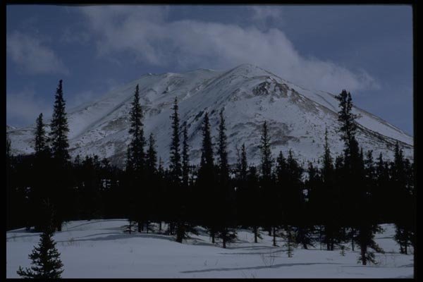 044046 Trees And Mountain, Winter A4 Photo Print
