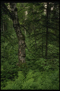 044058 Ferns And Forest A4 Photo Print