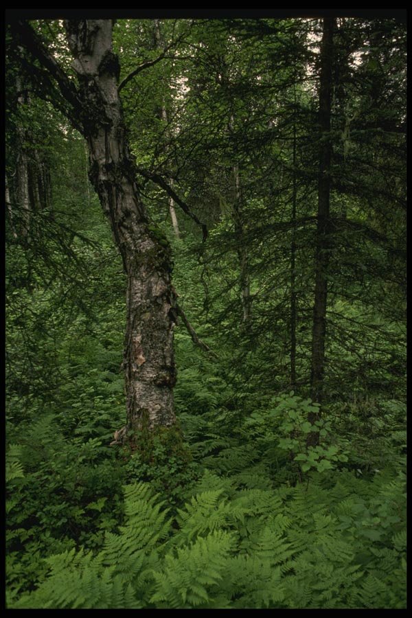 044058 Ferns And Forest A4 Photo Print