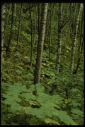 044065 Birch Trees A4 Photo Print