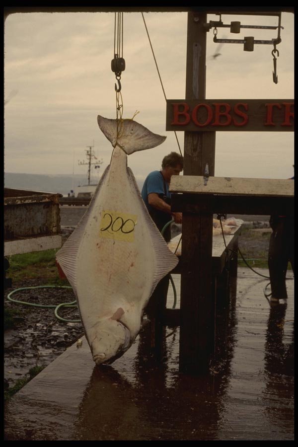 044081 Big Fish A4 Photo Print