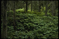 044090 Undergrowth A4 Photo Print