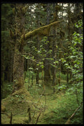 044094 Moss And Trees A4 Photo Print