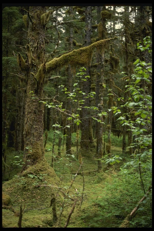 044094 Moss And Trees A4 Photo Print