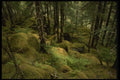 044099 Moss And Trees Near Mendenhall Glacier A4 Photo Print