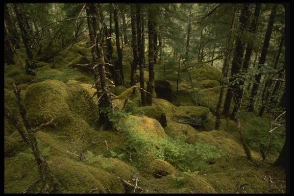 044099 Moss And Trees Near Mendenhall Glacier A4 Photo Print