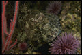 045000 Cabazone, Santa Croz Island A4 Photo Print