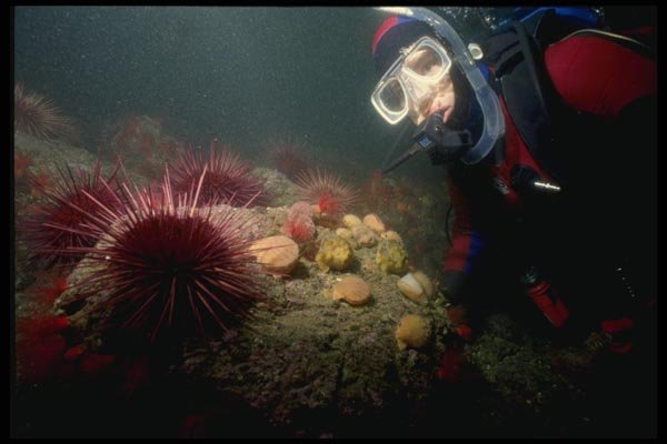 045001 Diver, Red Sea Urchin, British Columbia A4 Photo Print
