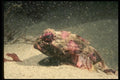 045002 Bull Sculpin, Monterey Bay A4 Photo Print