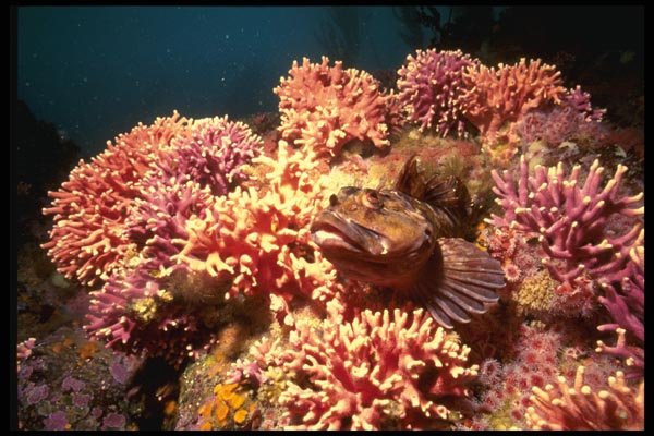045004 Cabazo Fish, Allopora, Carmel, Ca A4 Photo Print