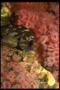 045005 Gopher Rockfish, Pt. Lobos A4 Photo Print