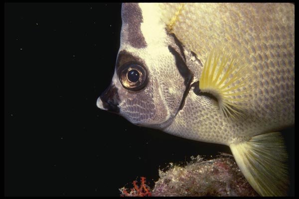 045006 Barberfish, La Paz A4 Photo Print