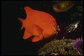 045008 Garibaldi, Santa Rosa Island, Ca A4 Photo Print