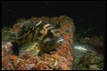 045009 Black And Yellow Rockfish, Santa Cruz Island A4 Photo Print