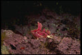 045010 Crevice Kelpfish, Pt. Lobos A4 Photo Print