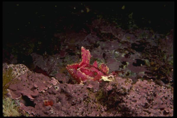 045010 Crevice Kelpfish, Pt. Lobos A4 Photo Print