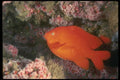 045012 Garibaldi Fish, Santa Cruz Island A4 Photo Print