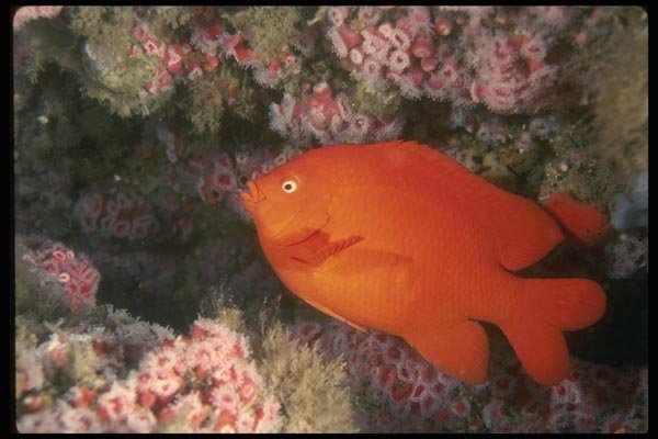 045012 Garibaldi Fish, Santa Cruz Island A4 Photo Print