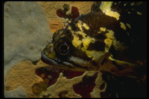 045013 Black And Yellow Rockfish, Pt. Lobos A4 Photo Print