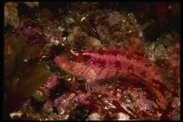 045014 Island Kelpfish, Cortez Bank A4 Photo Print