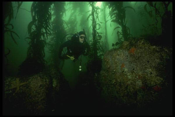 045015 Diver, Kelp Forest, Monterey Bay A4 Photo Print