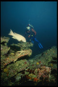 045016 Diver, Rockfish, San Miguel Island A4 Photo Print