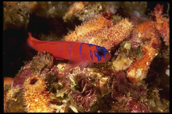 045017 Bluebanded Goby, Santa Rosa Island, Ca A4 Photo Print