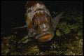 045018 Gopher Rockfish, Monterey Bay A4 Photo Print