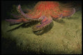 045019 Sand Diego Scallop, Sunflower Sea Star, Monterey Bay A4 Photo Print