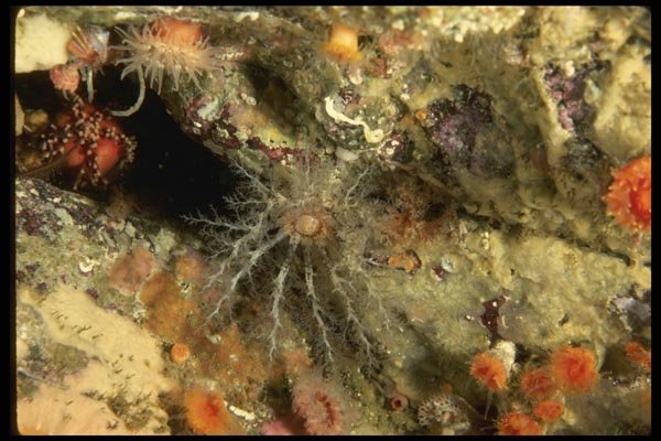 045020 Sea Cucumber, Monterey Bay A4 Photo Print