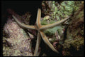 045021 Sea Star, La Paz, Mexico A4 Photo Print