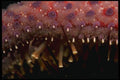 045022 Sunflower Sea Star, San Miguel Island A4 Photo Print