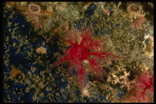 045024 Slipper Sea Cucumber, Carmel Bay A4 Photo Print