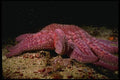 045026 Sunflower Sea Star, San Miguel Island A4 Photo Print