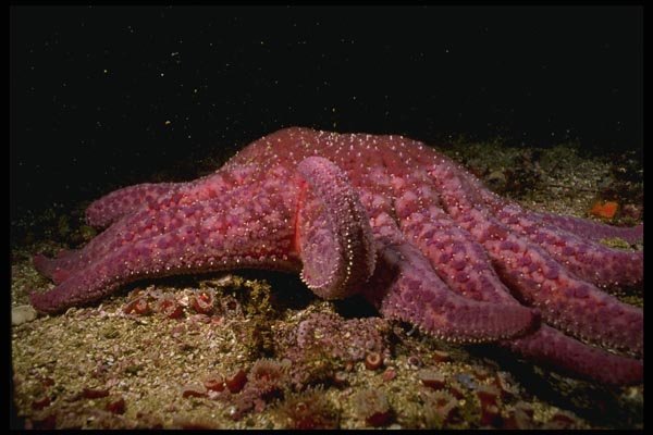 045026 Sunflower Sea Star, San Miguel Island A4 Photo Print